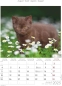 Preview: Bildkalender A4 Katzen